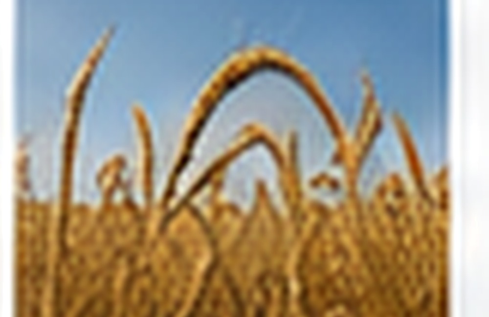Grains, Rice & Sugar