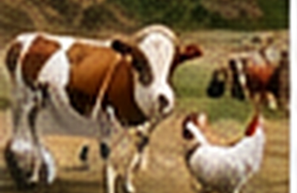 Dairy Products